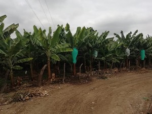 Venta de Terreno en Chulucanas, Piura 1000000m2 area total - vista principal